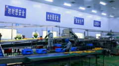 省农嫂公司：从田间到舌尖 “东北农嫂”演绎质